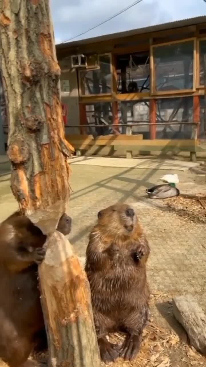 две курвы