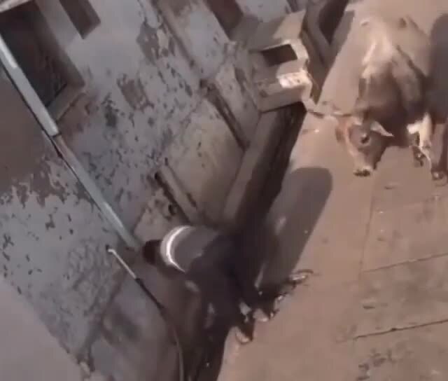 Бык не удержался