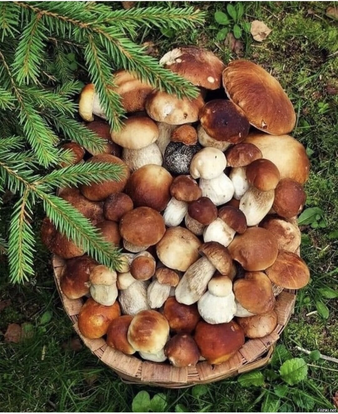 Солянка