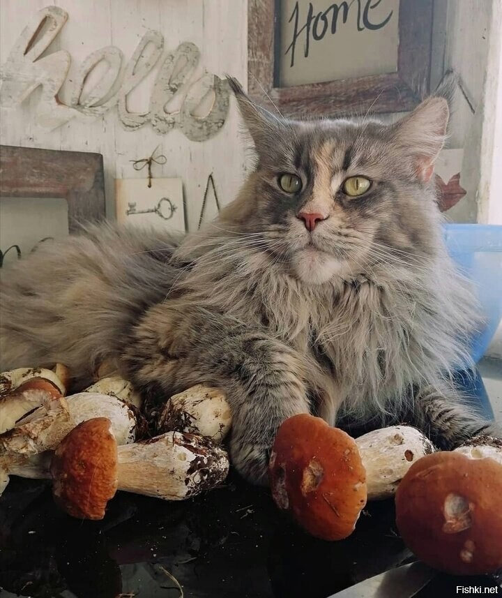Солянка
