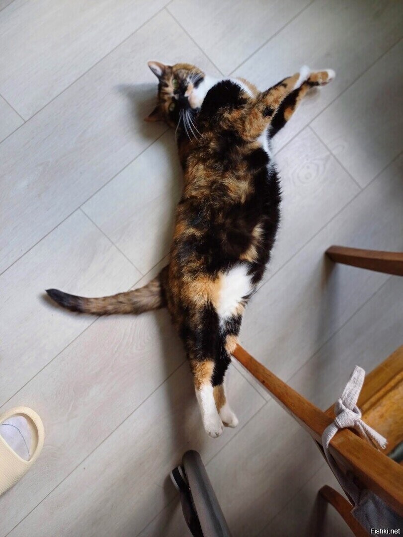Солянка