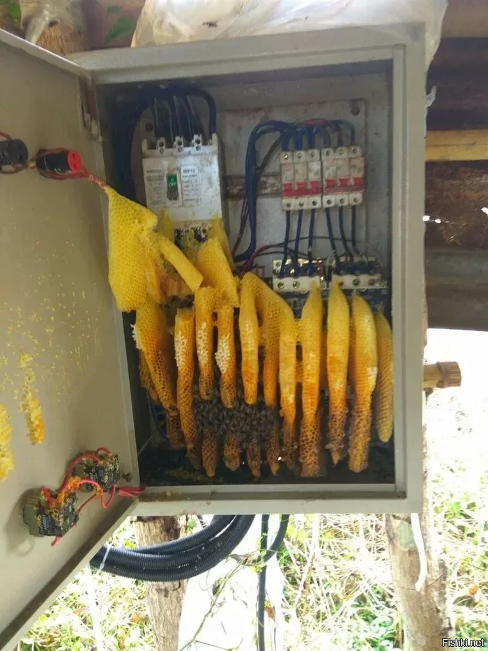 Трёхфазный мёд