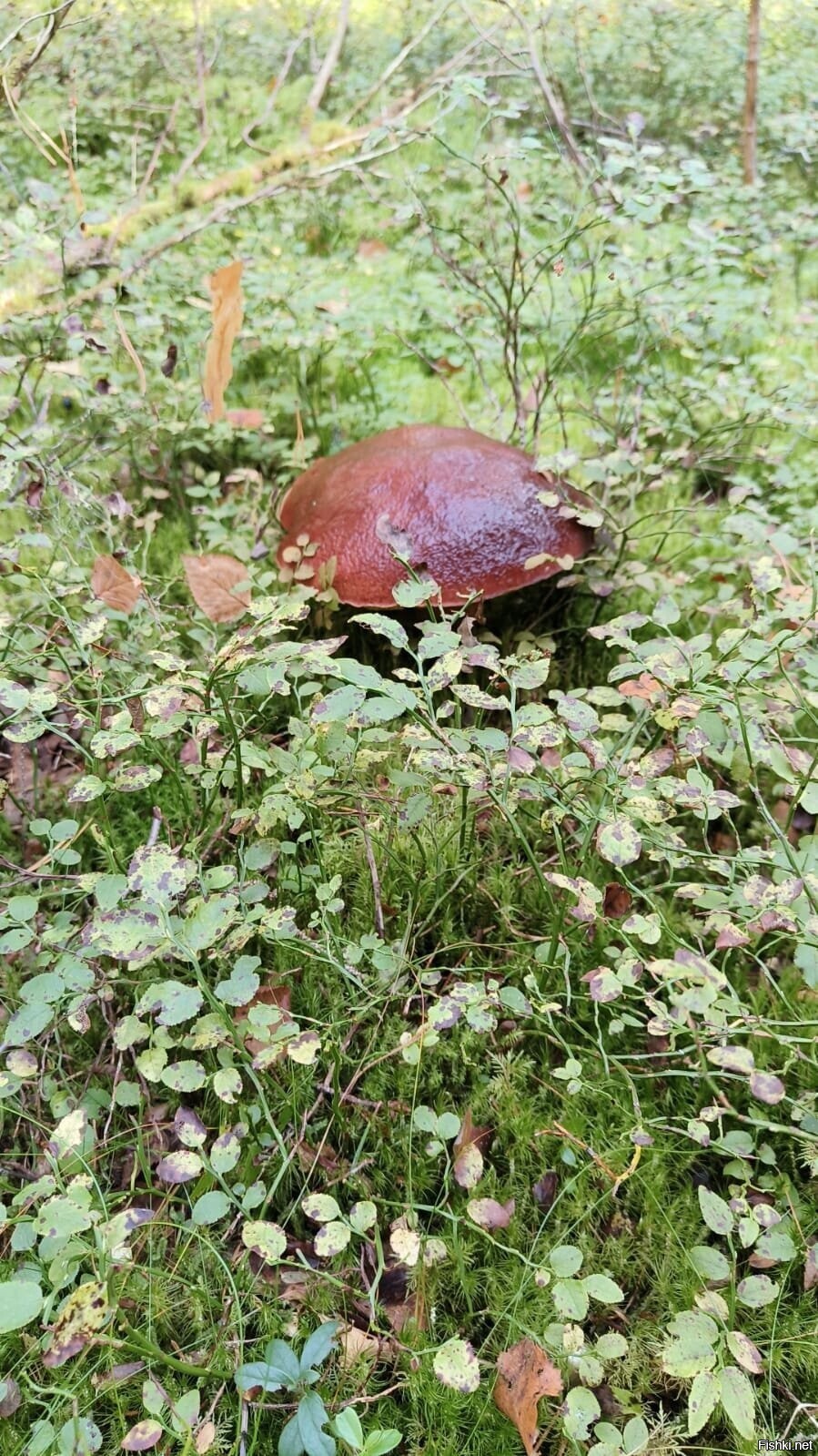 Солянка
