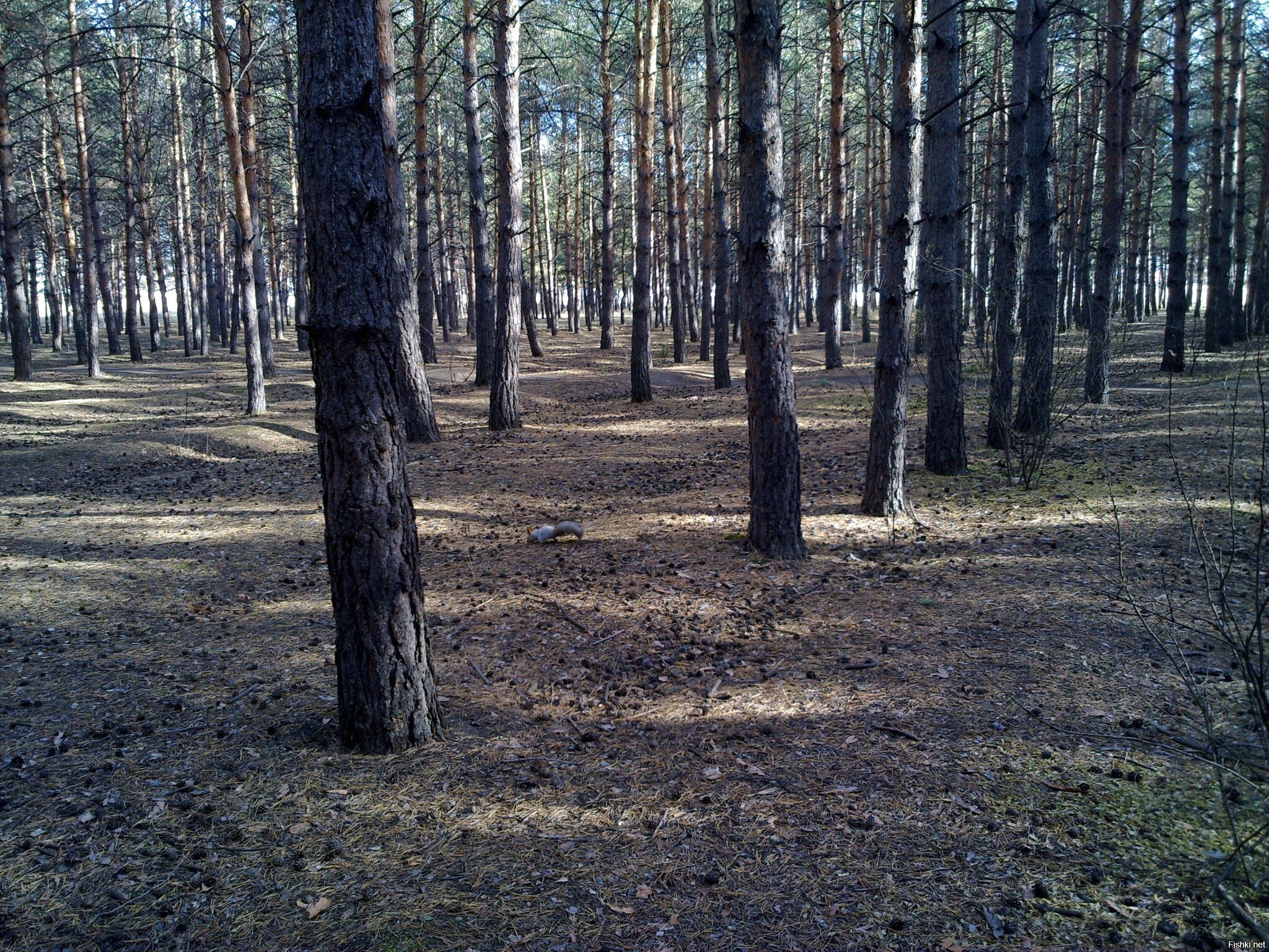 Солянка