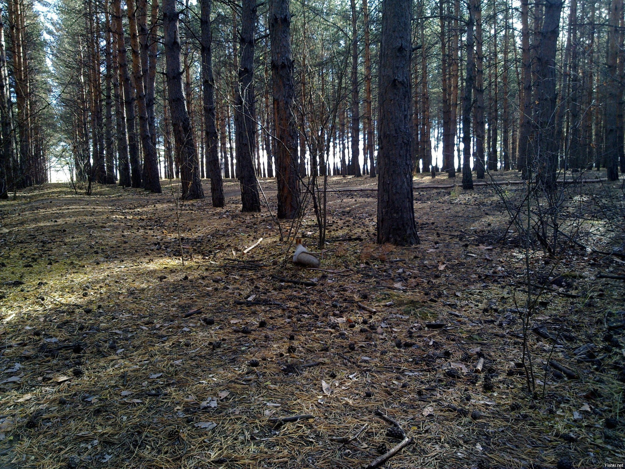 Солянка