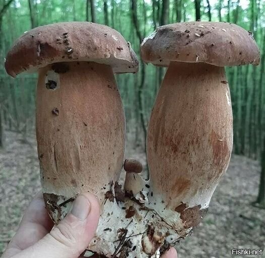 Солянка