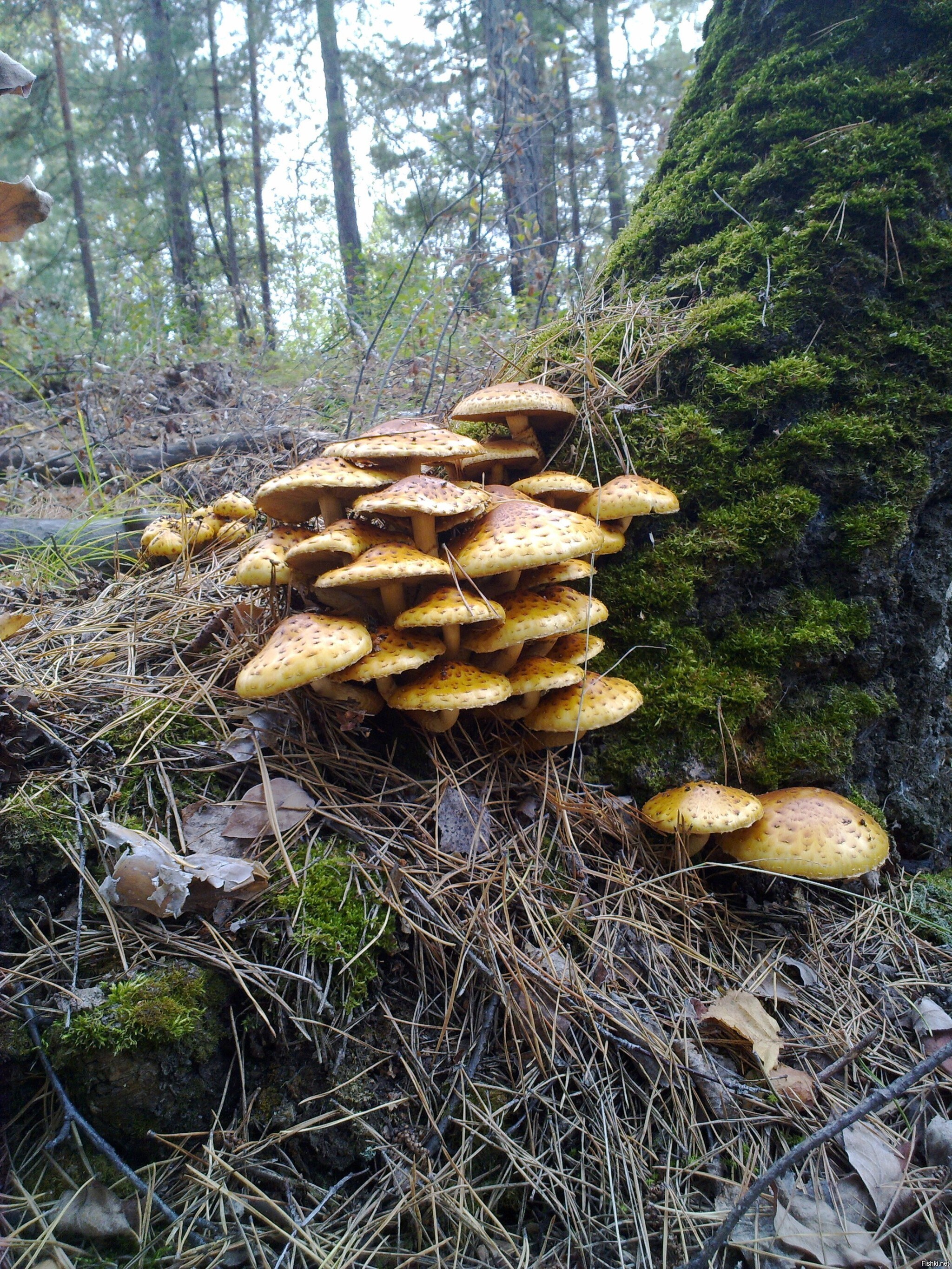 Солянка