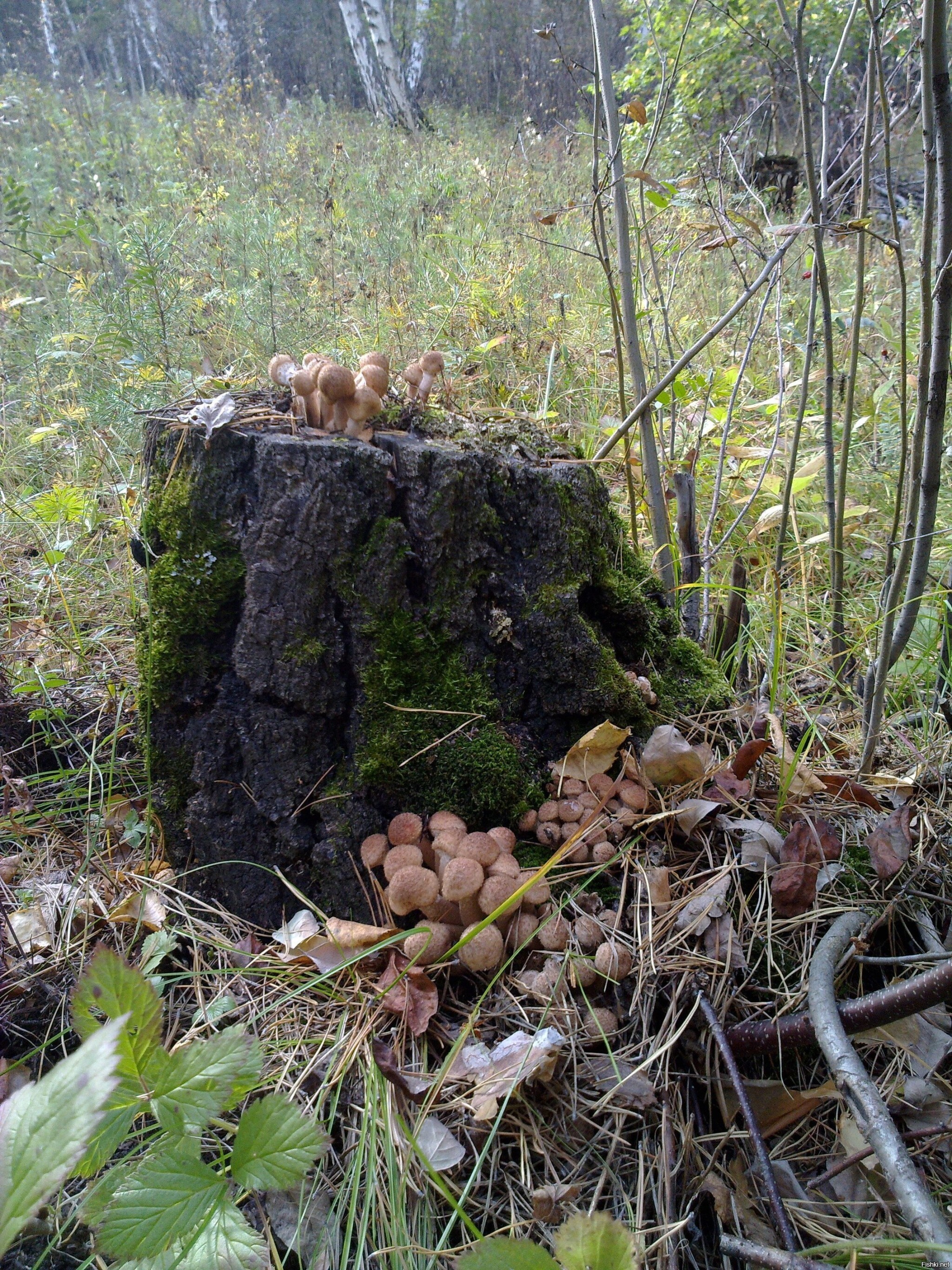 Солянка