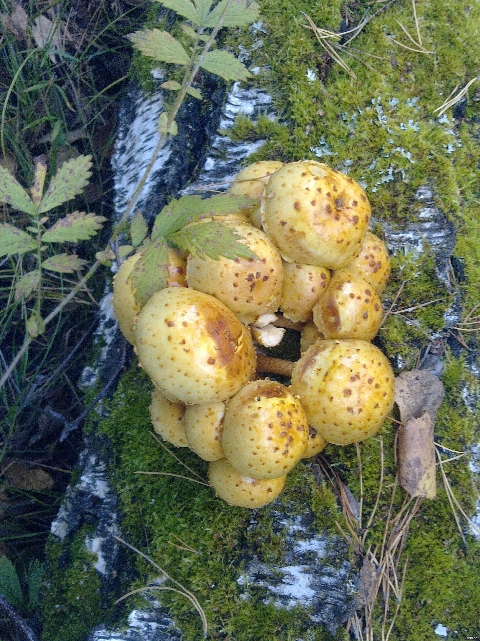 Солянка