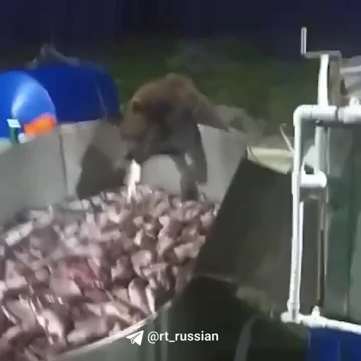 Скромный медведь на Камчатке пришёл к людям, взял только одну рыбку и ушёл
