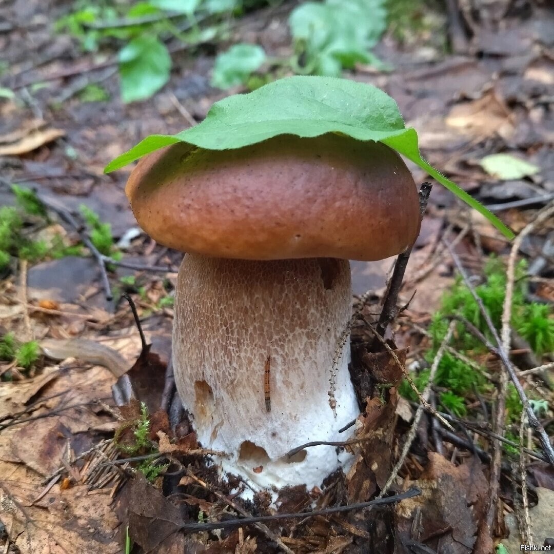 Солянка