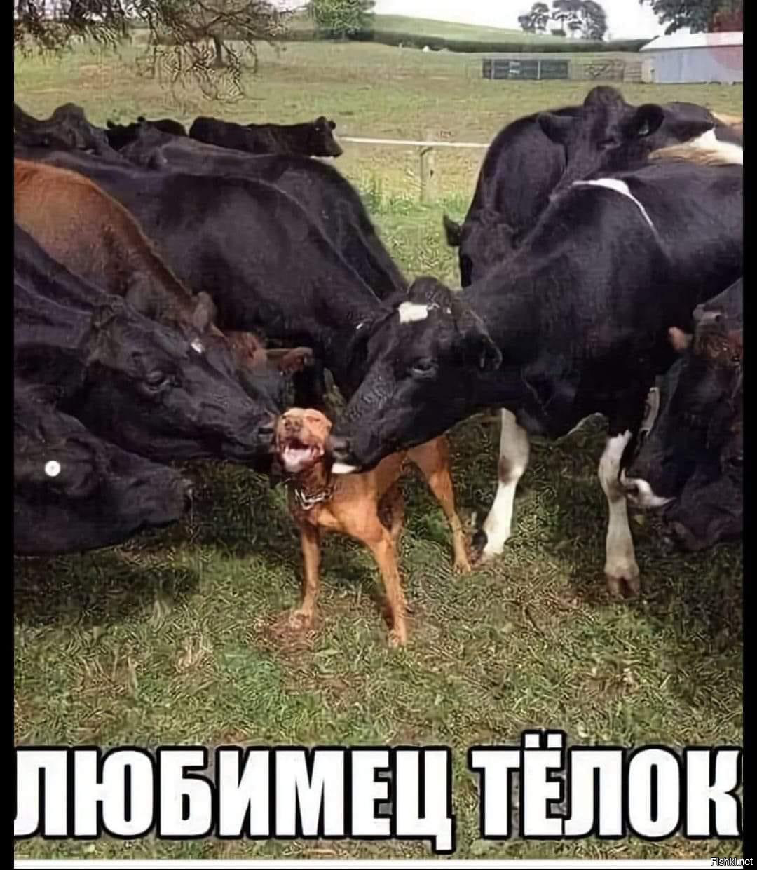 Солянка