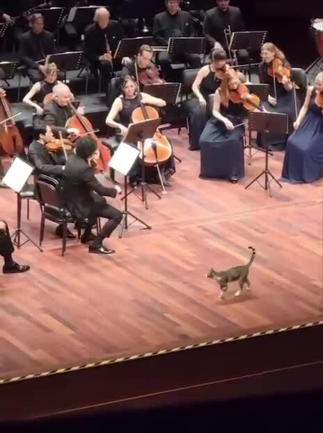 Котику везде можно)