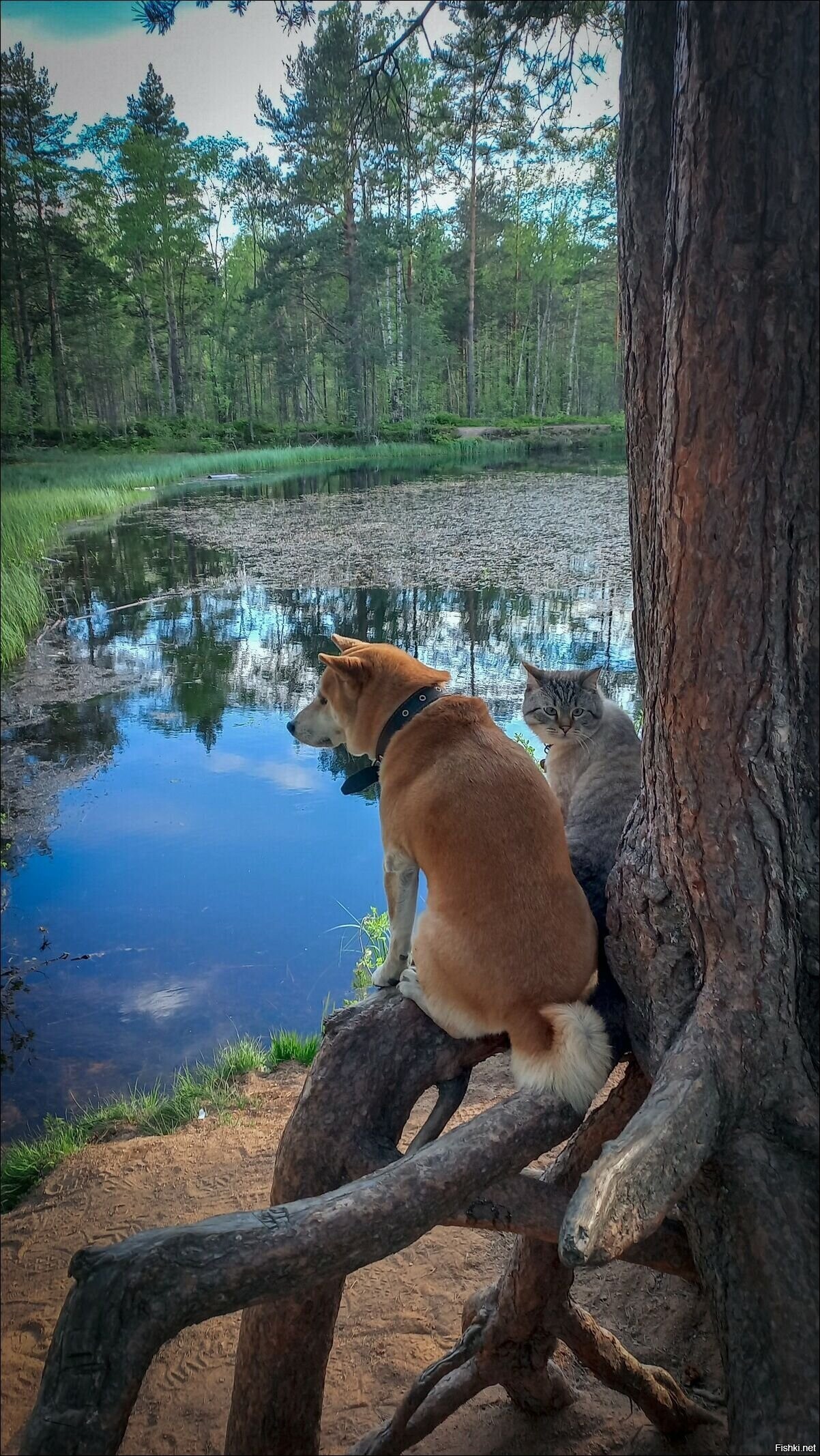 Солянка
