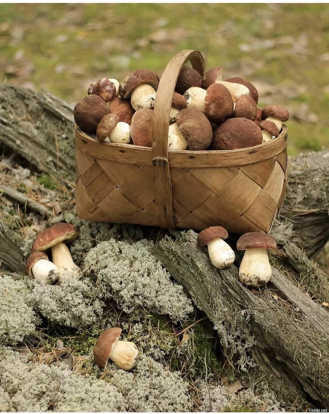 Солянка