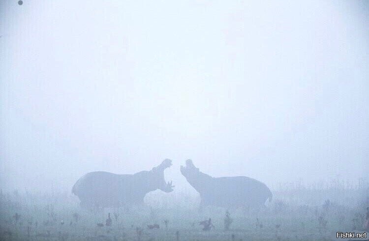 Лошадки
