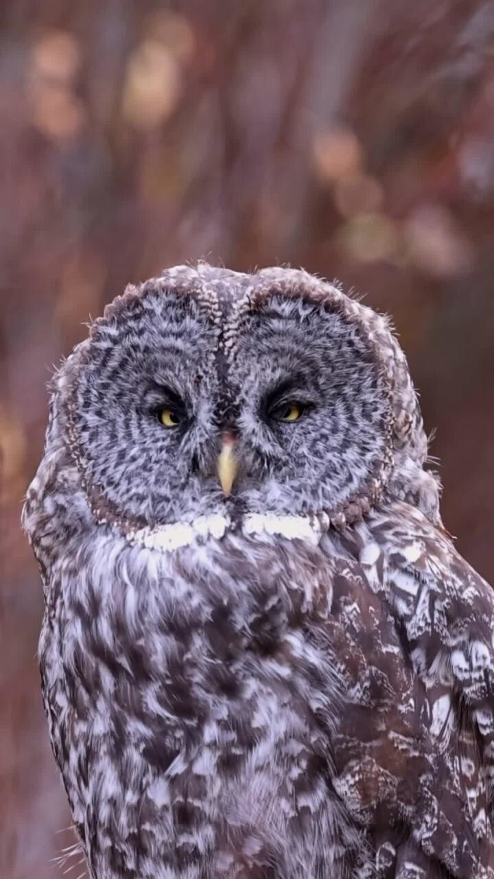 Взгляд)
