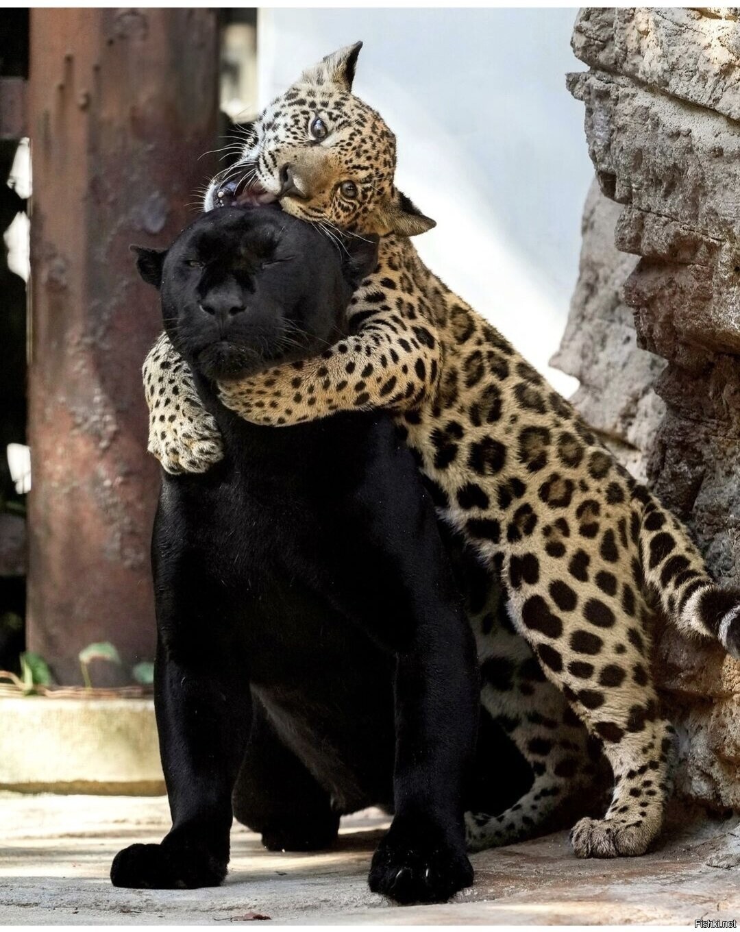 Солянка