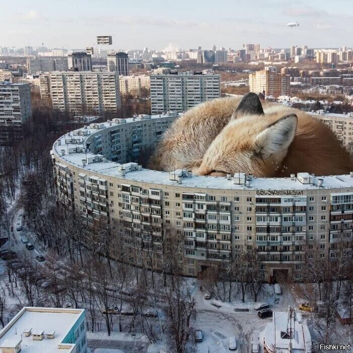 Солянка