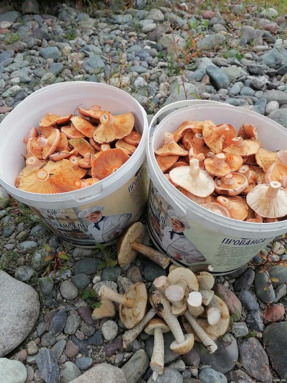 Солянка