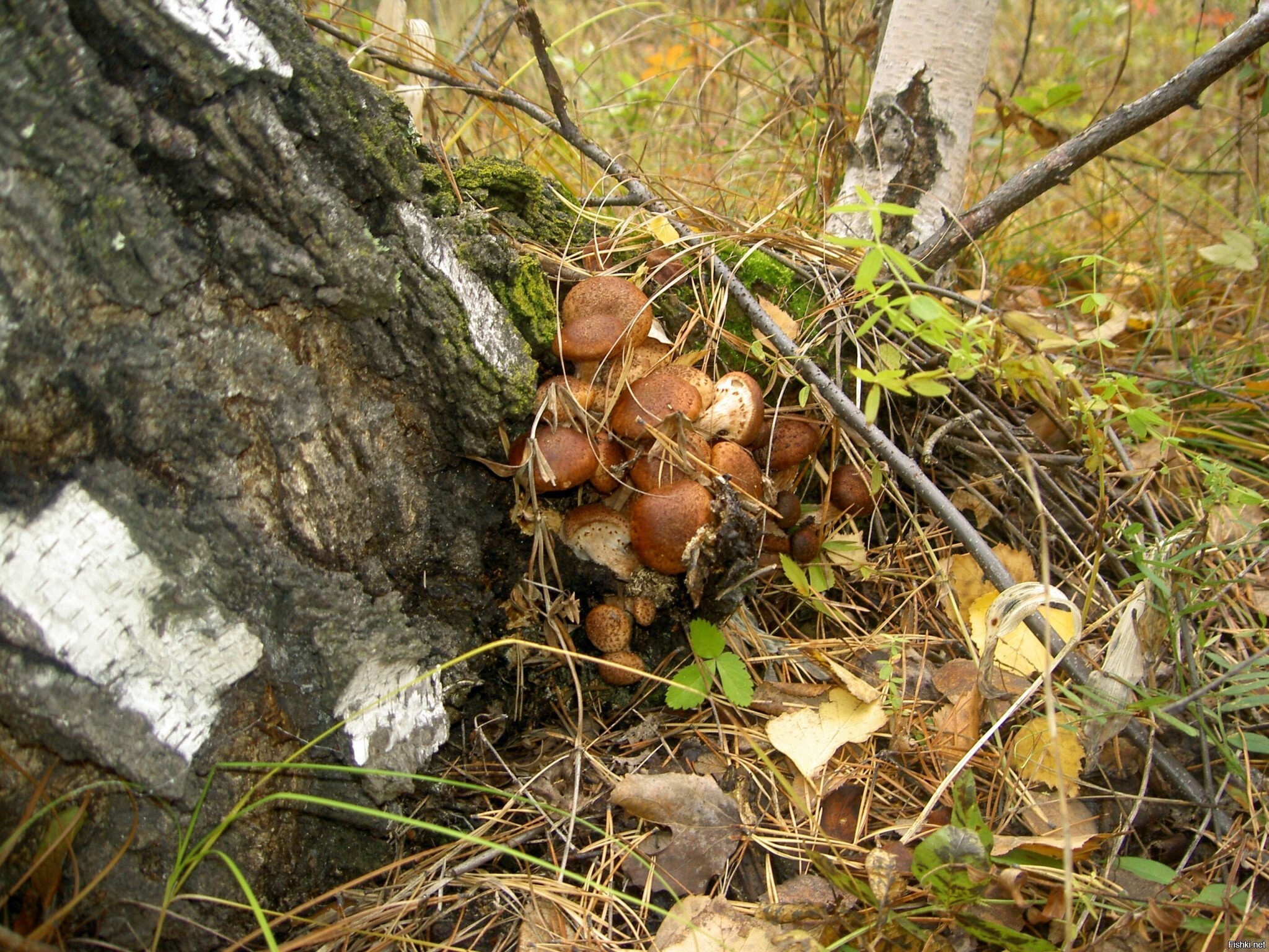 Солянка