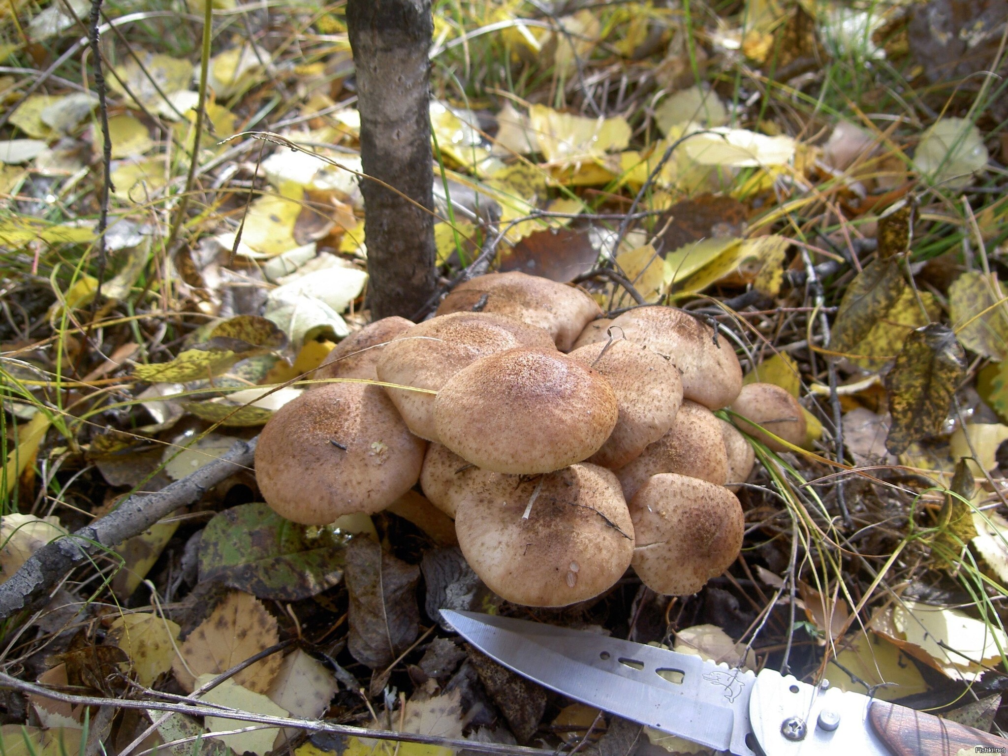 Солянка