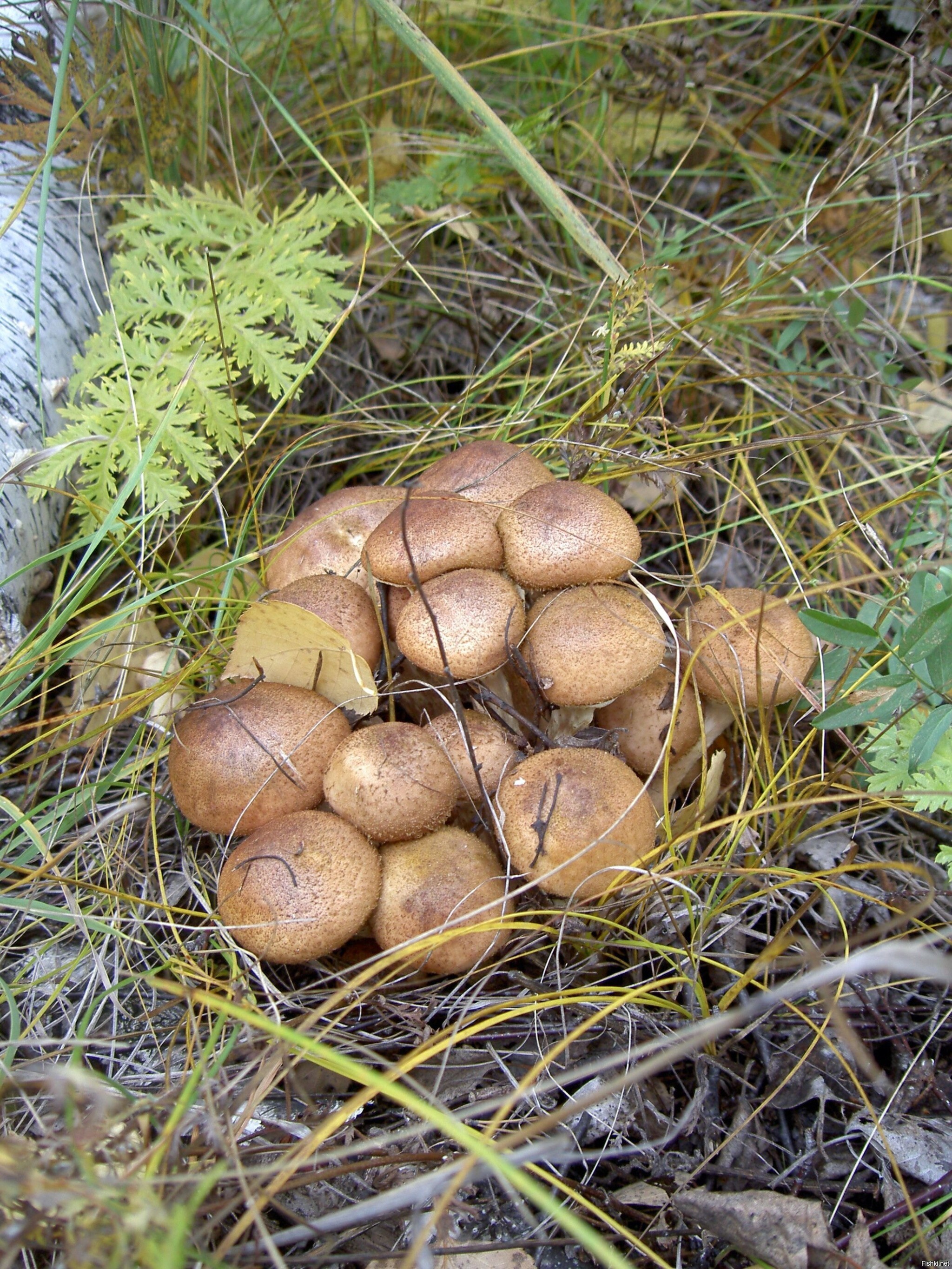 Солянка
