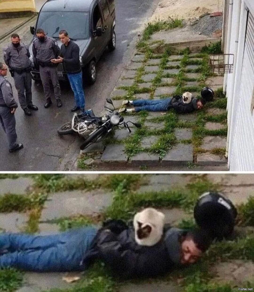 Только котики искренне любят мотоциклистов