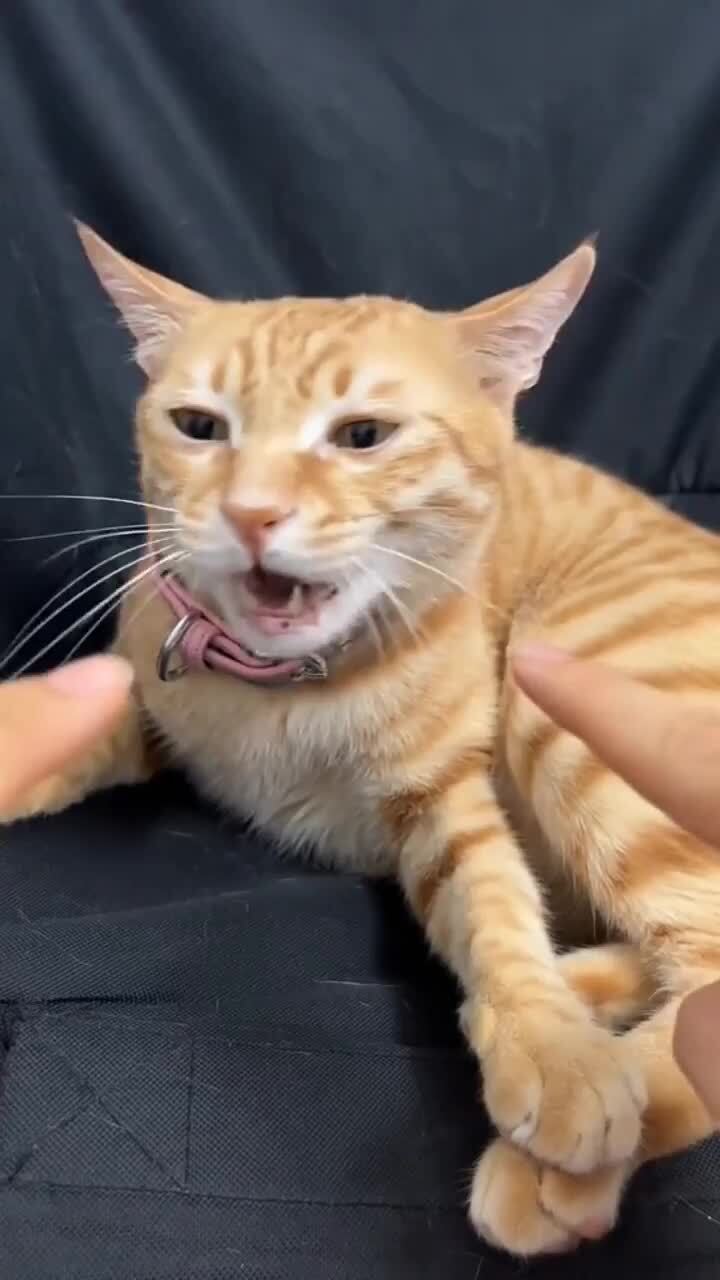 Как сломать кота)