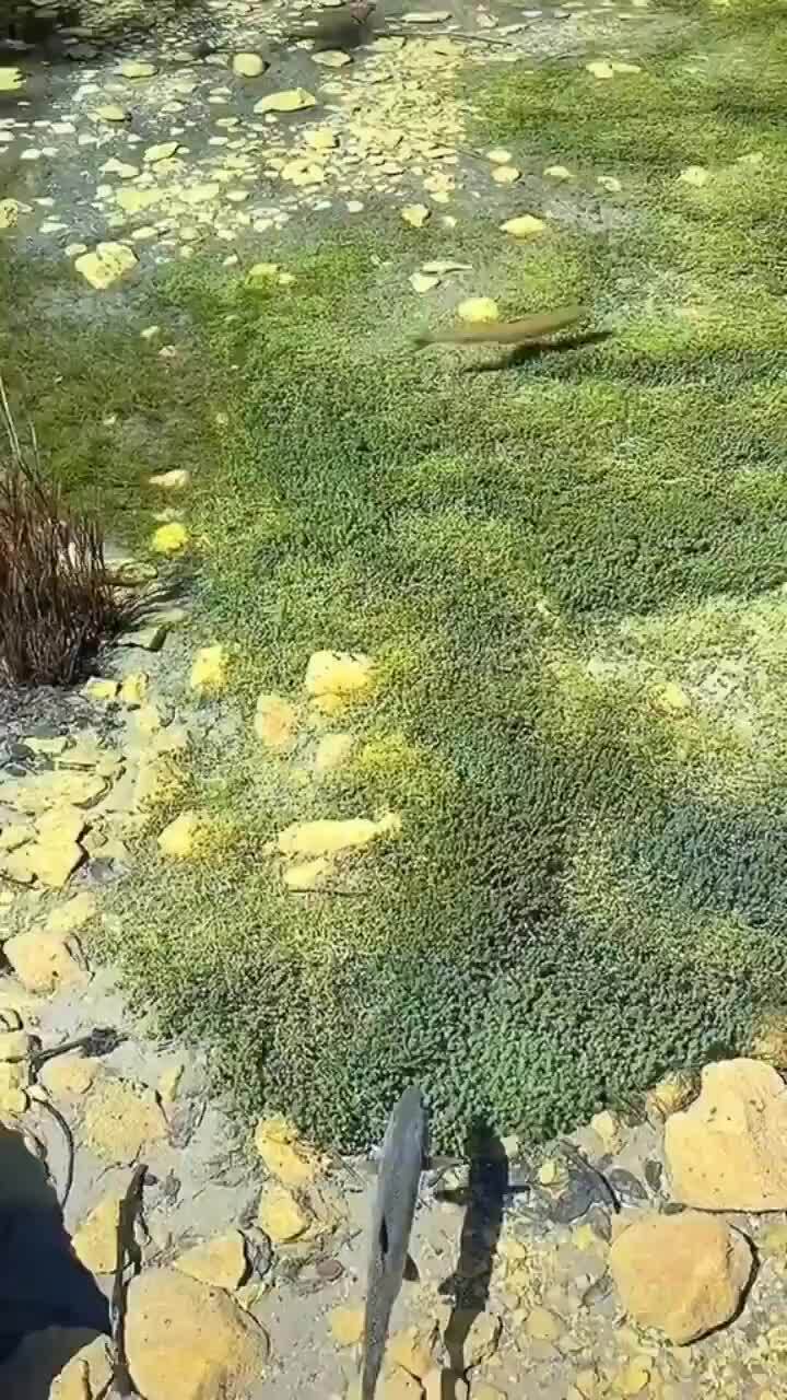 Кристально чистая вода в пруду Новой Зеландии