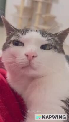 котята косопосмотряка