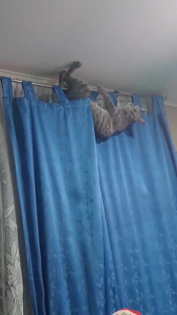 лучше штор могут только шторы,