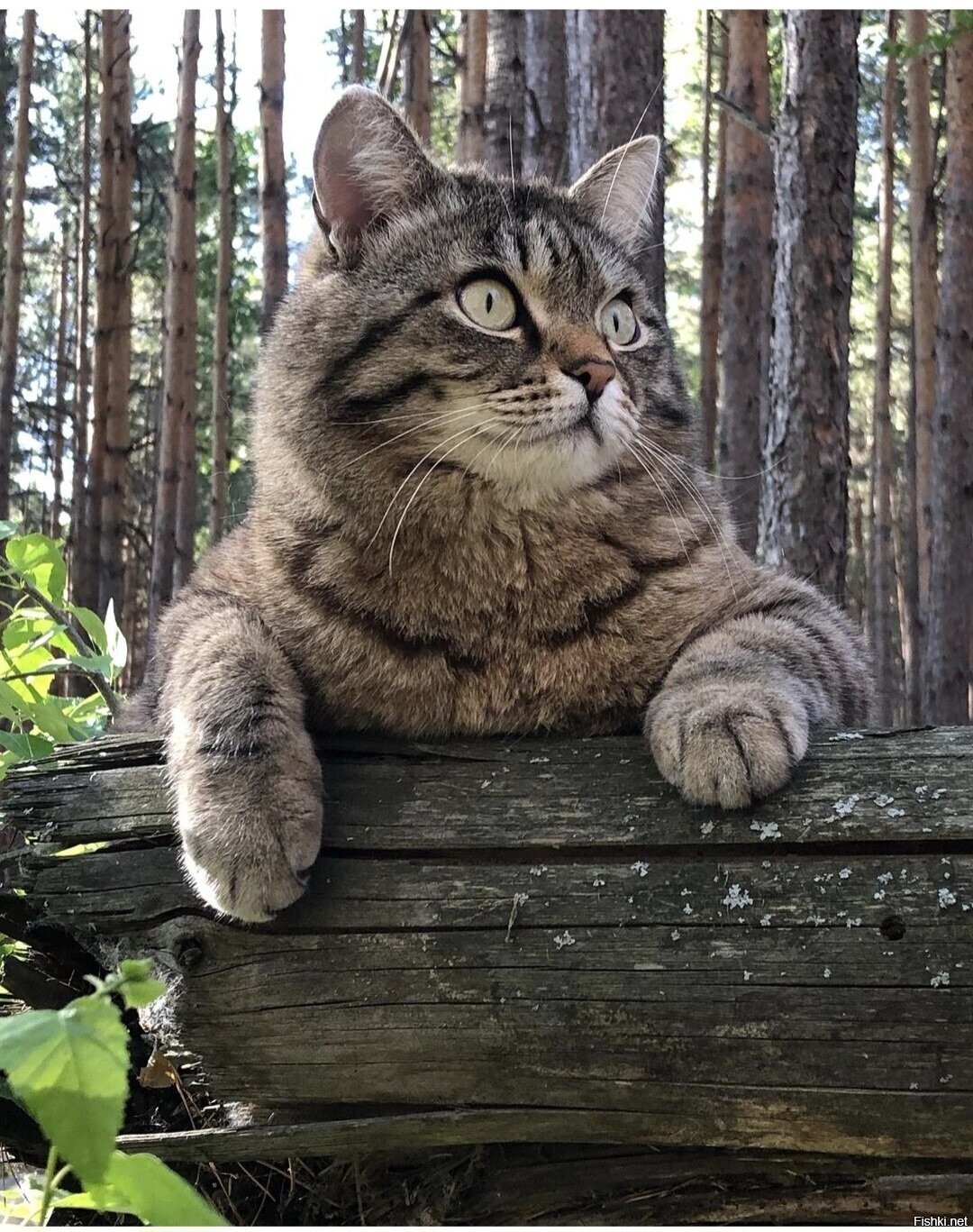Солянка