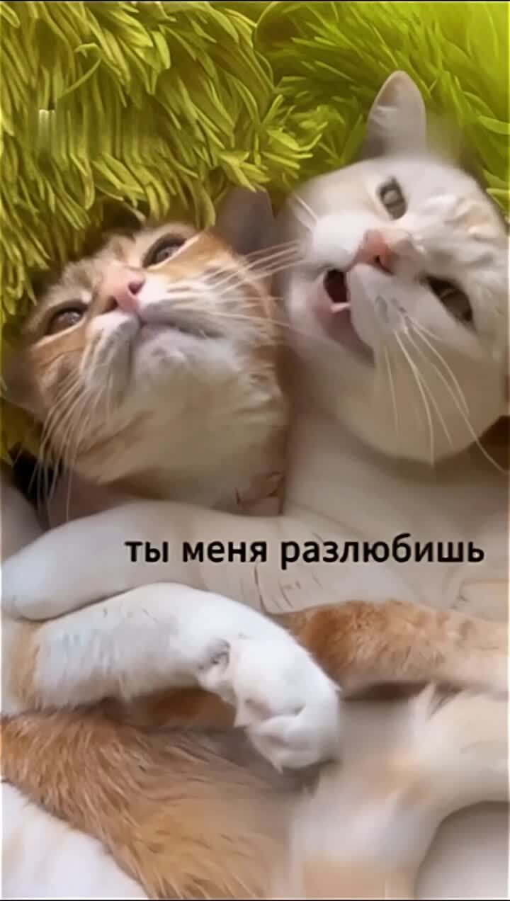 "Сон с любимой"