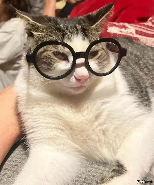 кот учёный