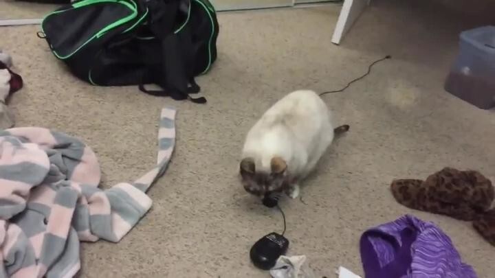 Котейка поймал мышь, но есть нюанс