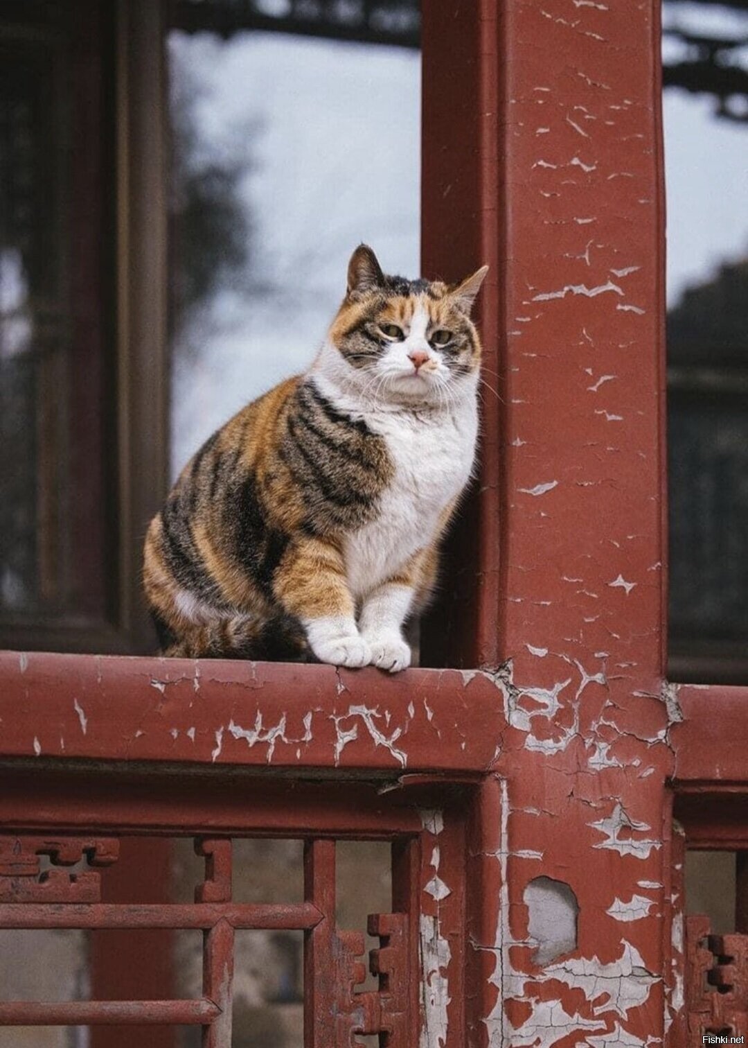 Солянка