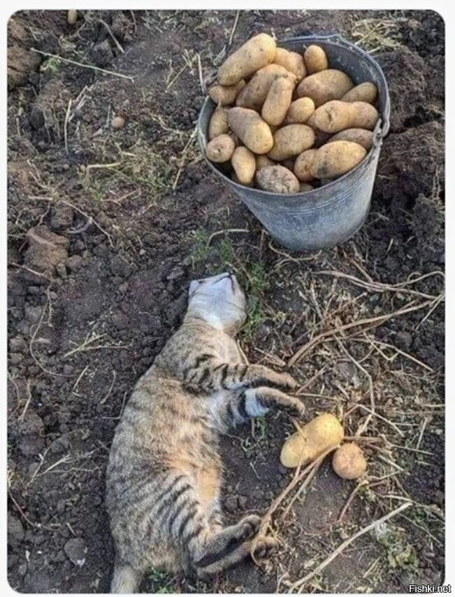 Умаялся, бедняга