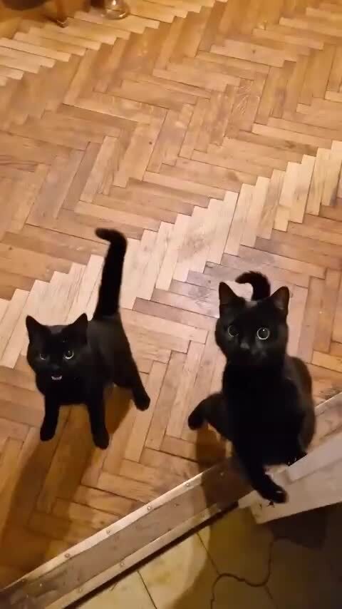 -близнецы