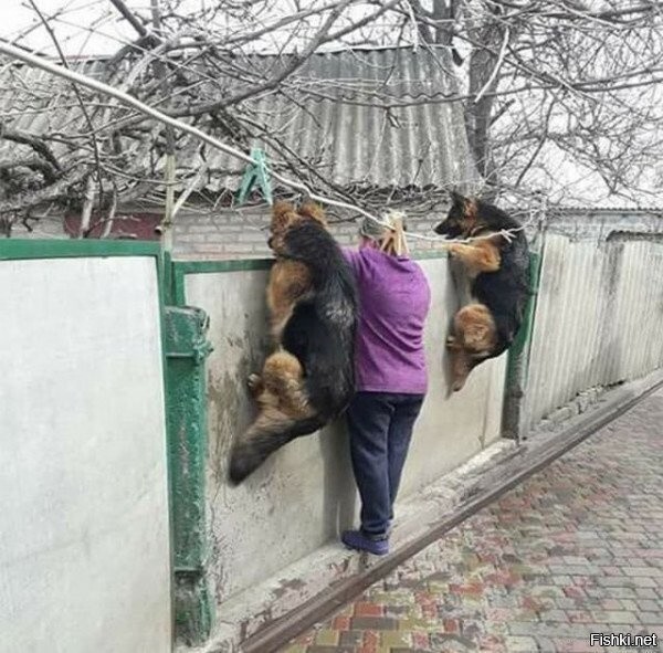 Солянка