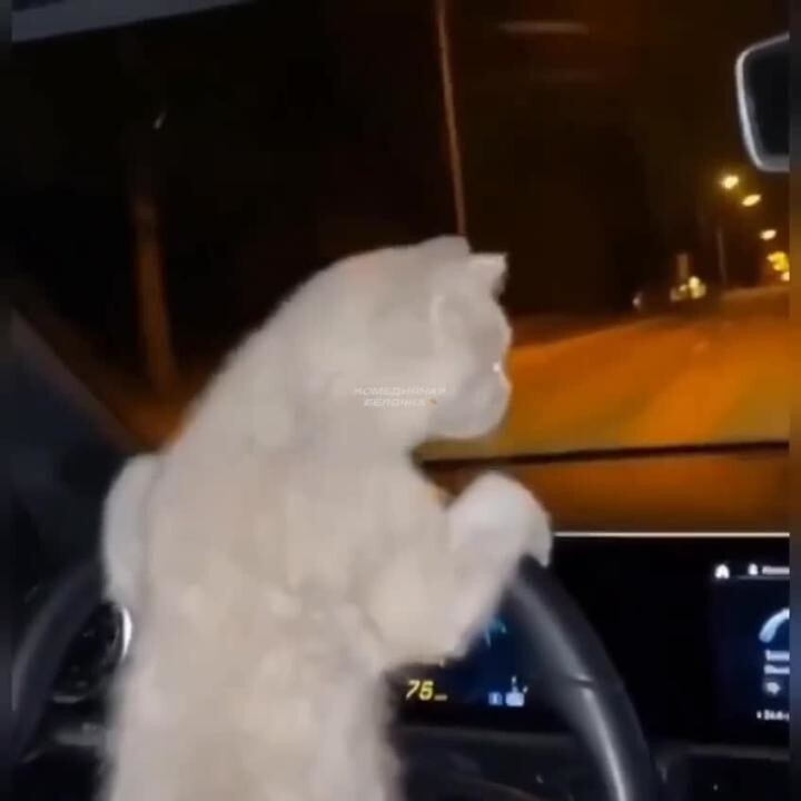 Когда из трезвых только кот