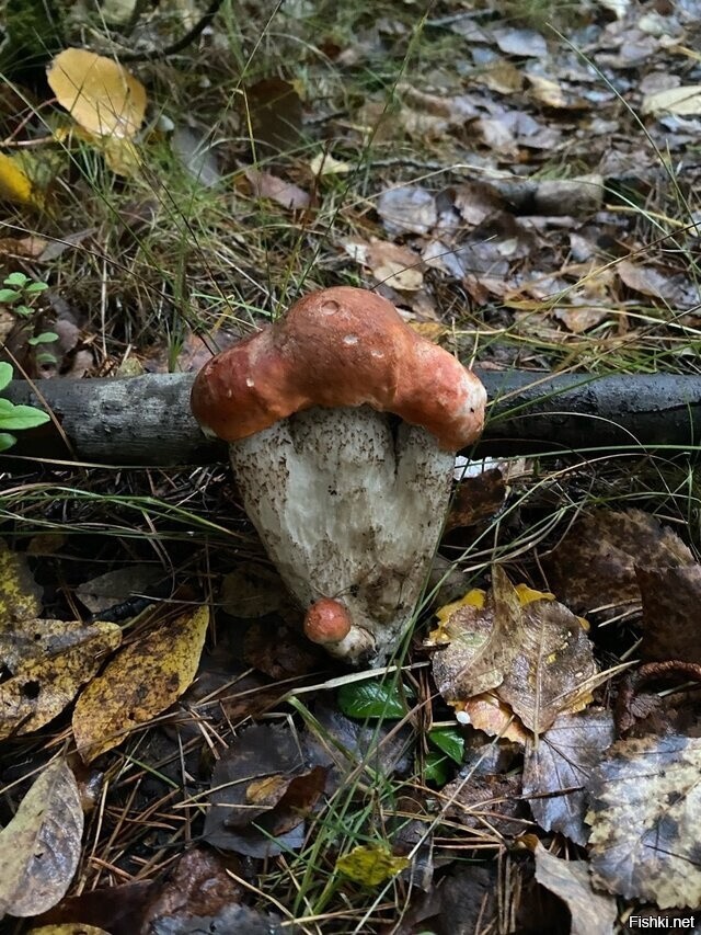 Змей Горыныч