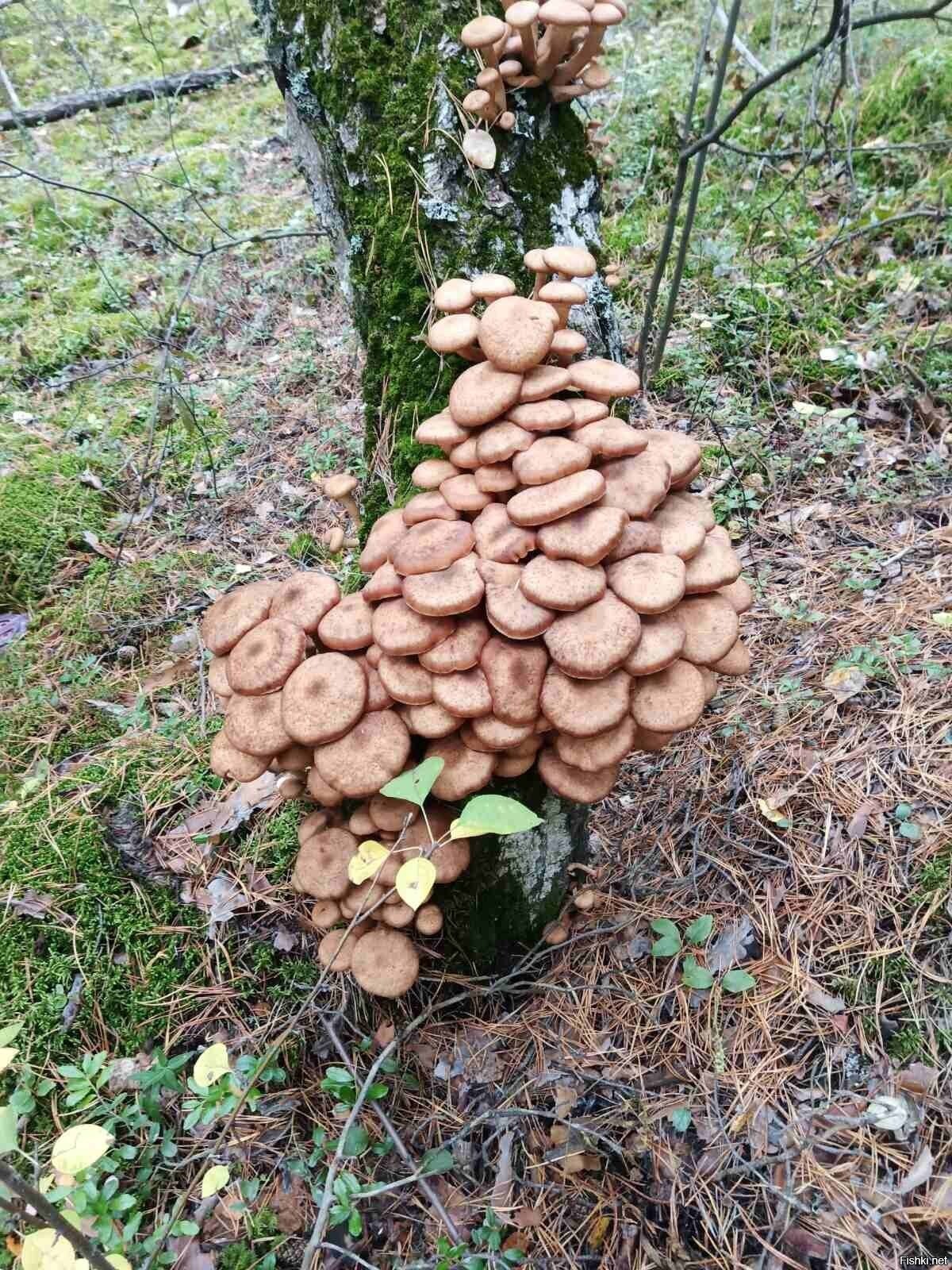 Солянка