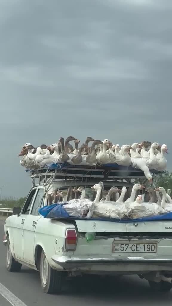 Они больше не летают на юг