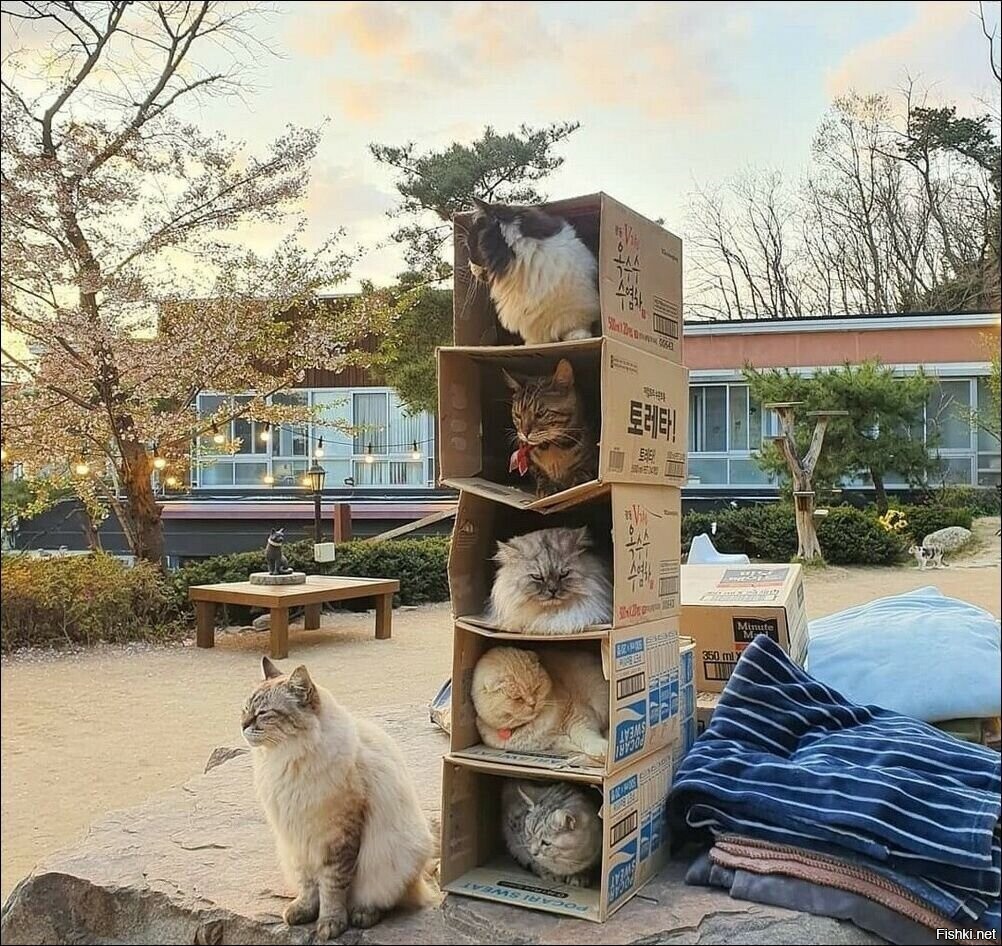 Солянка