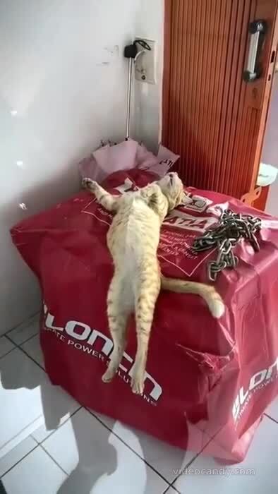 -суета