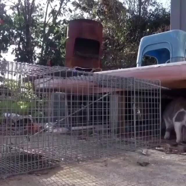 от дурко