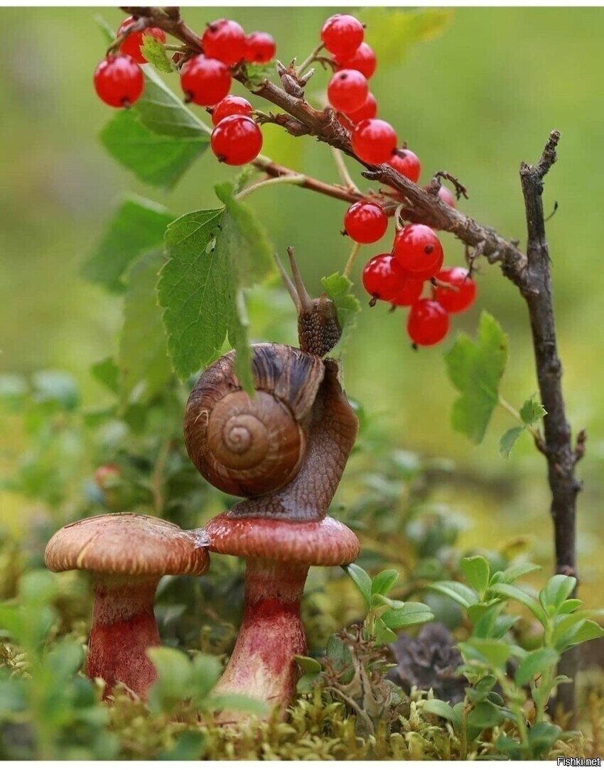 Солянка
