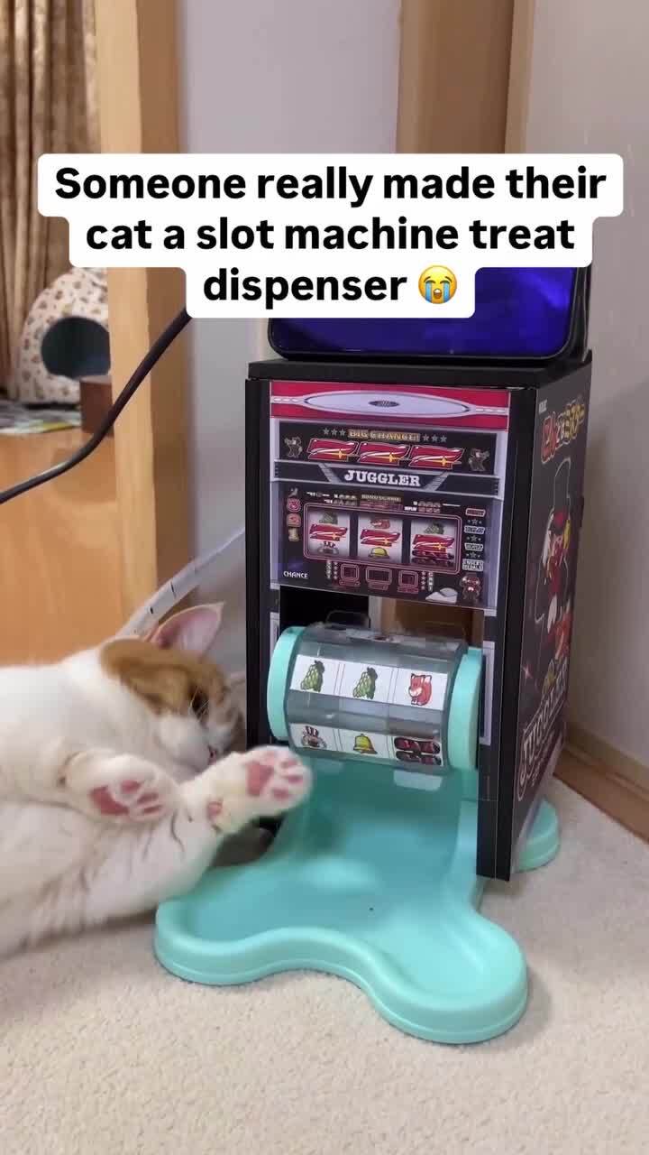 Кот-игроман