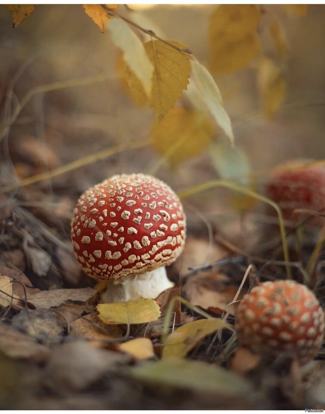 Солянка